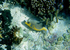 Arothron nigropunctatus