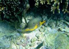 Arothron nigropunctatus