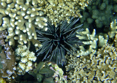Echinothrix calamaris