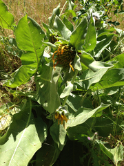 Wyethia helenioides