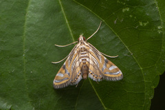 Eristena