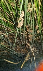 Juncus