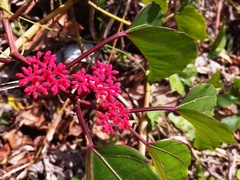 Cissus gossypiifolia