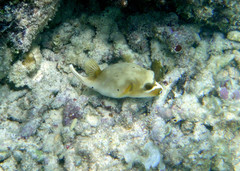 Arothron nigropunctatus