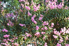 Pleroma semidecandrum