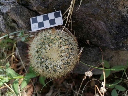 Mammillaria densispina