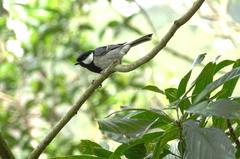 Parus minor commixtus