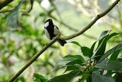 Parus minor commixtus