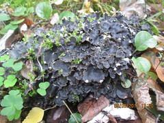 Peltigera malacea