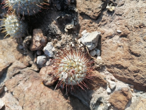 Mammillaria bombycina