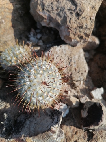 Mammillaria bombycina