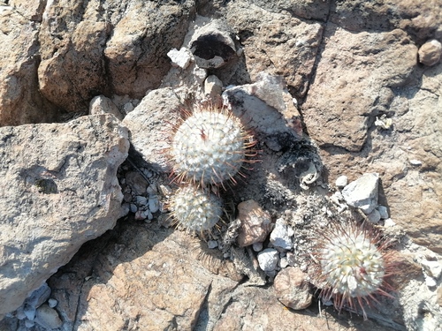 Mammillaria bombycina (Mammillaria bombycina)