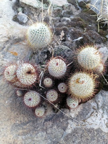 Mammillaria bombycina