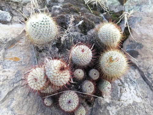 Mammillaria bombycina