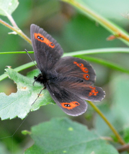 Scotch Argus photo 4