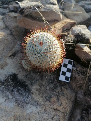 Mammillaria bombycina