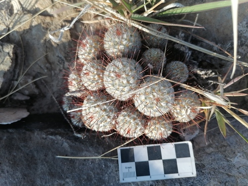 Mammillaria bombycina