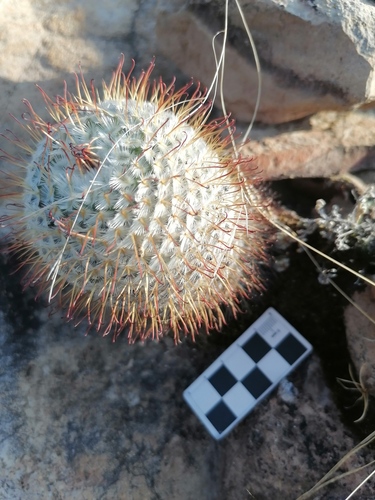 Mammillaria bombycina