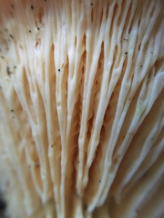 Hygrophoropsis aurantiaca image