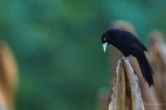 Amblycercus holosericeus