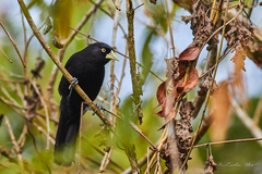 Amblycercus holosericeus