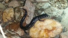 Plethodon sequoyah