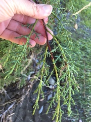 Cupressus sargentii