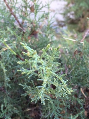 Cupressus sargentii