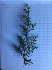 Cupressus sargentii