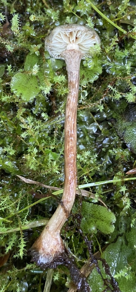 Phaeonematoloma sp. 'myosotis-PNW01'