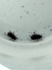 Blapstinus histricus