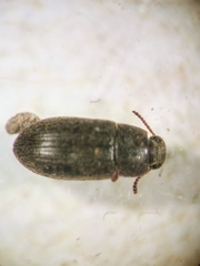 Blapstinus histricus
