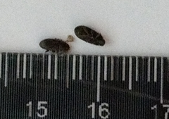 Blapstinus histricus