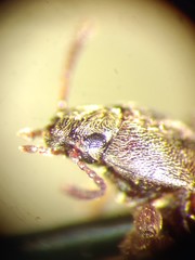 Blapstinus histricus