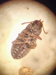 Blapstinus histricus