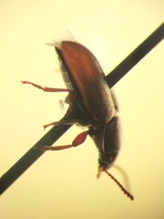 Blapstinus histricus
