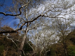 Platanus wrightii