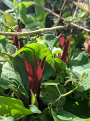 Trillium angustipetalum