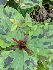Trillium angustipetalum