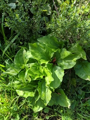 Trillium angustipetalum