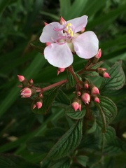 Heterocentron subtriplinervium