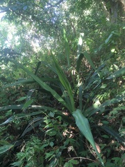 Furcraea guerrerensis