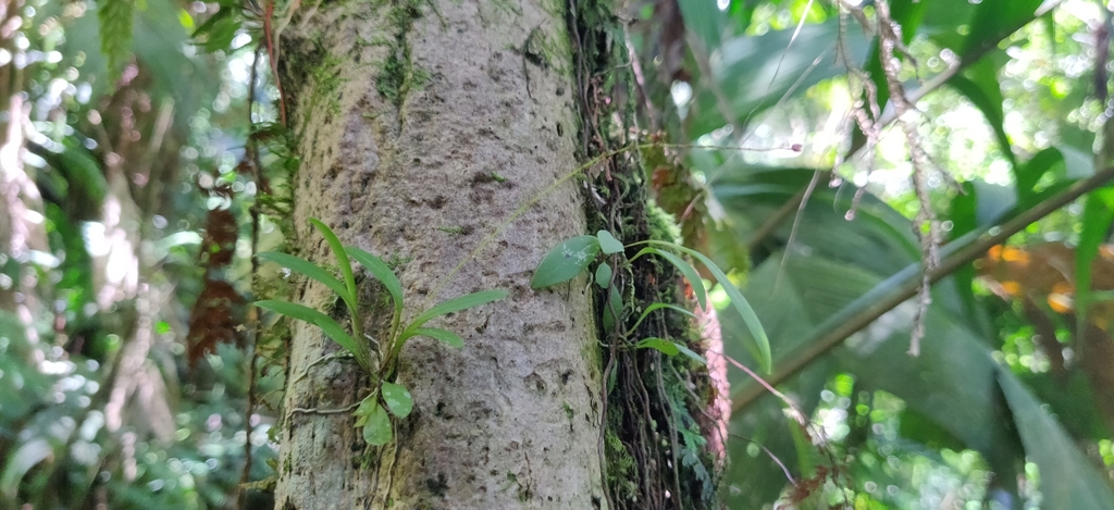 Stelis microchila