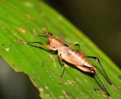 Ottotettix smaragdopoda