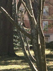 Sciurus carolinensis