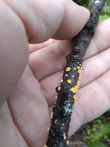 Lachnellula occidentalis image