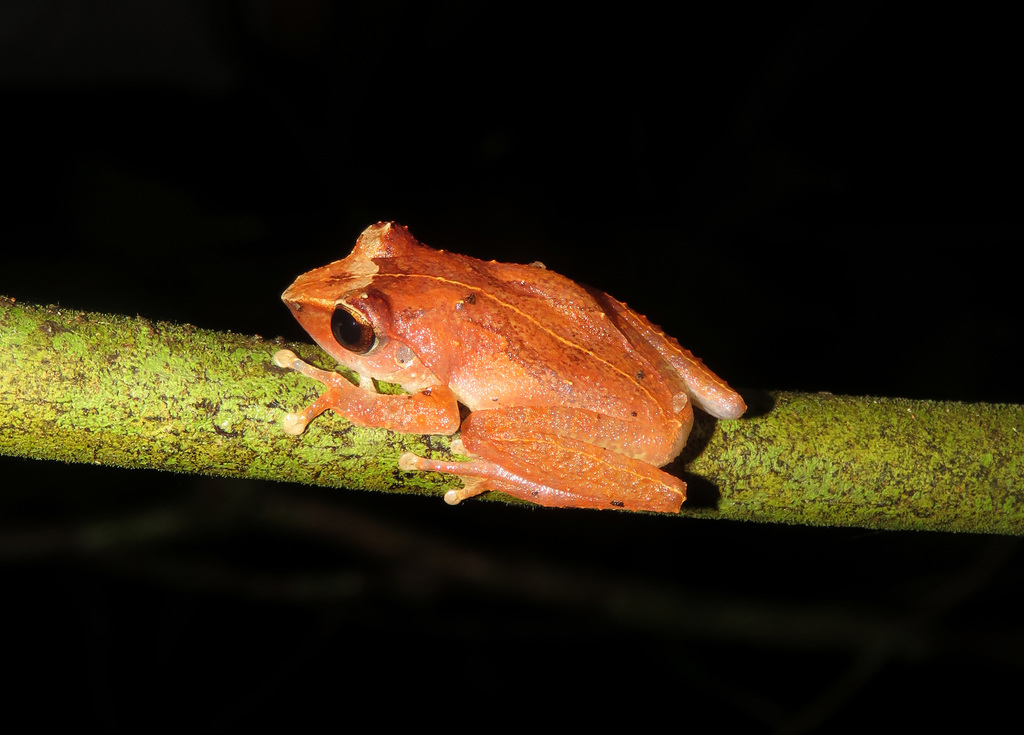 Leaf-Dwelling Shrub Frog