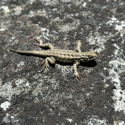 iNaturalist observation photo of Spiny Lizards