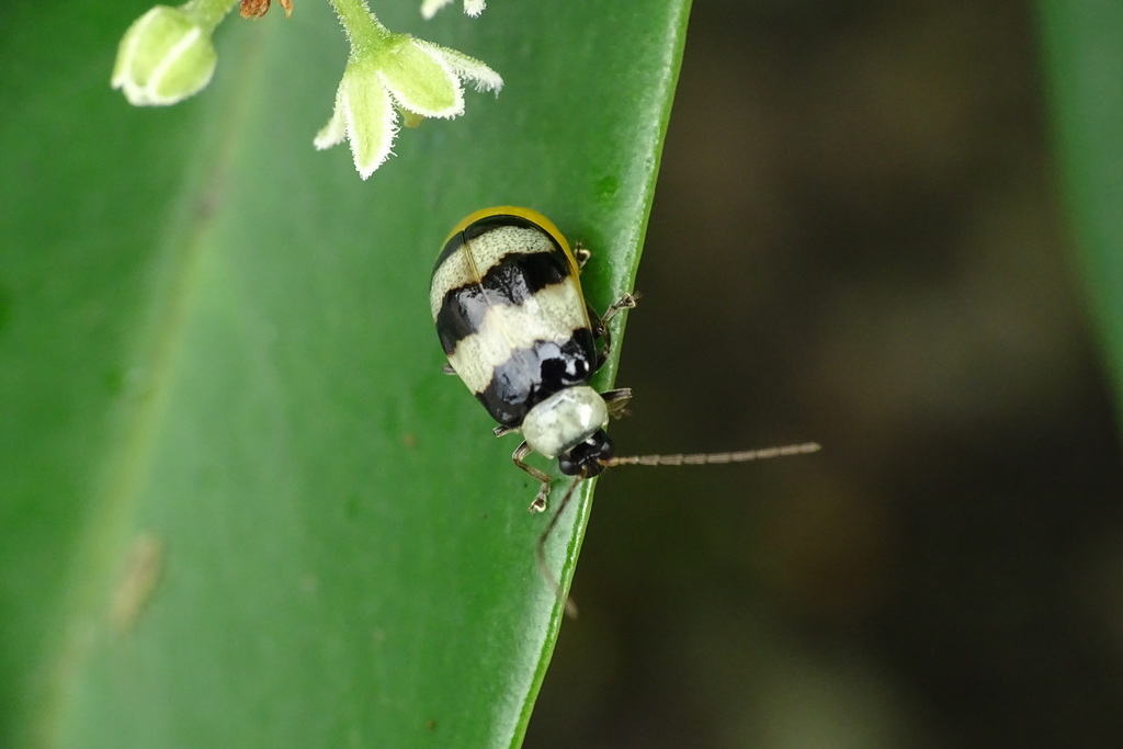 Monolepta cavipennis