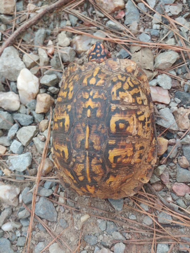 Eastern Box Turtle In September 2023 By Rachelb INaturalist   Large 